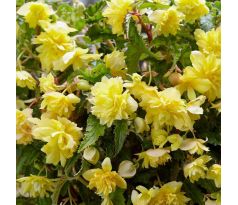 Begonia pendula - yellow