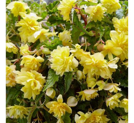 Begonia pendula - yellow