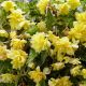 Begonia pendula - yellow