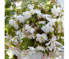 Begonia pendula - white