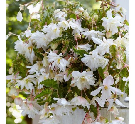 Begonia pendula - white