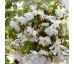 Begonia pendula - white
