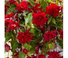 Begonia pendula - red