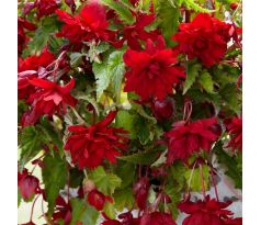 Begonia pendula - red