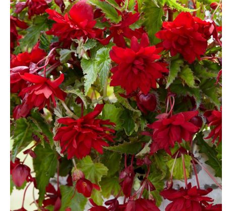 Begonia pendula - red