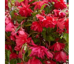 Begonia pendula -  pink