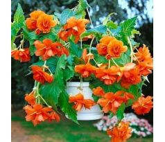 Begonia pendula - orange