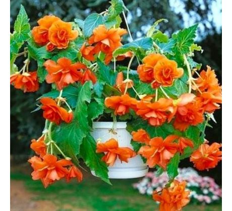 Begonia pendula - orange