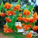 Begonia pendula - orange
