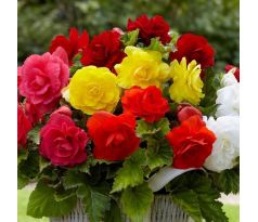 Begonia double large - Mixed