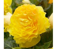 Begonia double large - Yellow