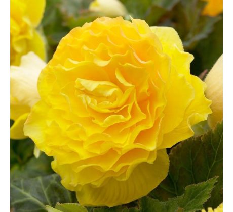 Begonia double large - Yellow