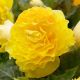 Begonia double large - Yellow