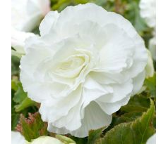 Begonia double large - White