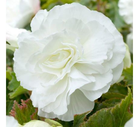 Begonia double large - White