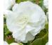 Begonia double large - White