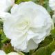 Begonia double large - White