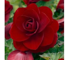 Begonia double large - Red