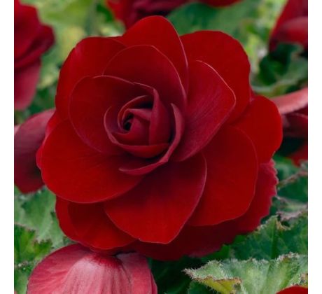 Begonia double large - Red