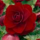 Begonia double large - Red