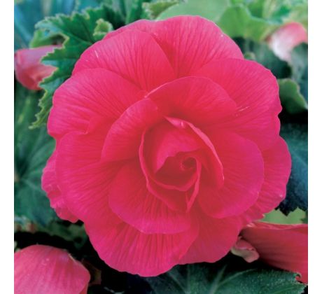 Begonia double large - Pink