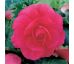 Begonia double large - Pink