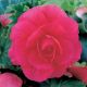 Begonia double large - Pink