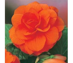 Begonia double large - Copper