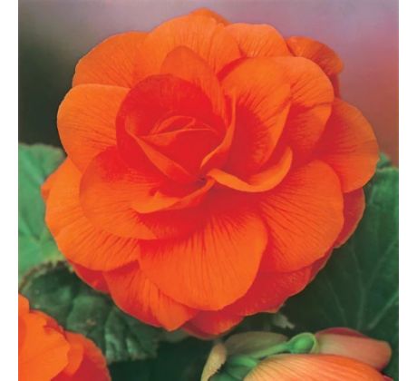 Begonia double large - Copper