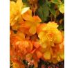 Begonia - GoldenWave