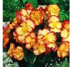 Begonia - Crispa marginata yellow