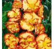 Begonia - Crispa marginata yellow