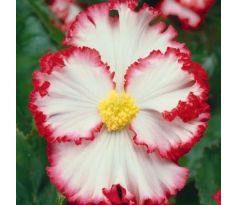 Begonia - Crispa marginata white