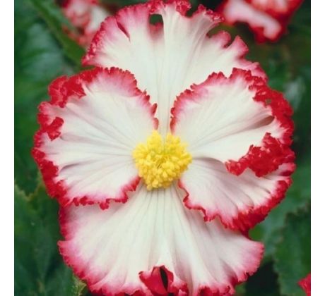 Begonia - Crispa marginata white