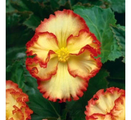 Begonia - Crispa marginata yellow