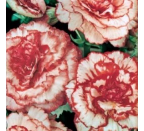 Begonia - Marmorata