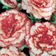 Begonia - Marmorata