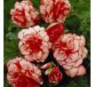 Begonia - Marmorata