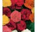 Begonia - Multiflora maxima mixed