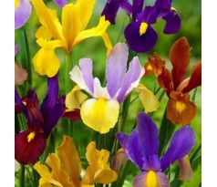 Iris - mixed