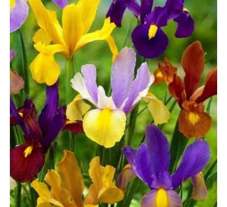 Iris - mixed