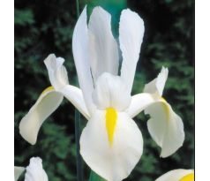 Iris - White van Vliet