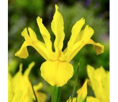 Iris - Royal Yellow