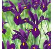 Iris - Purple Sensation