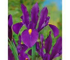 Iris - Purple Sensation