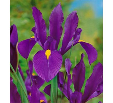 Iris - Purple Sensation