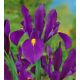 Iris - Purple Sensation