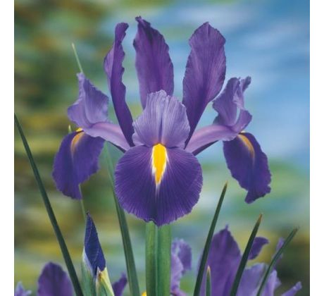 Iris -Blue Magic
