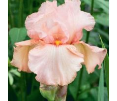 Iris - germanica Pink