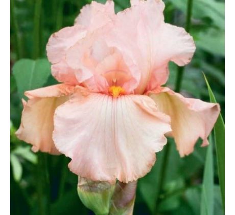 Iris - germanica Pink